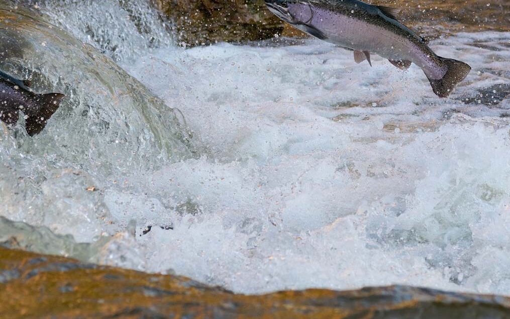 Fish jumping up stream