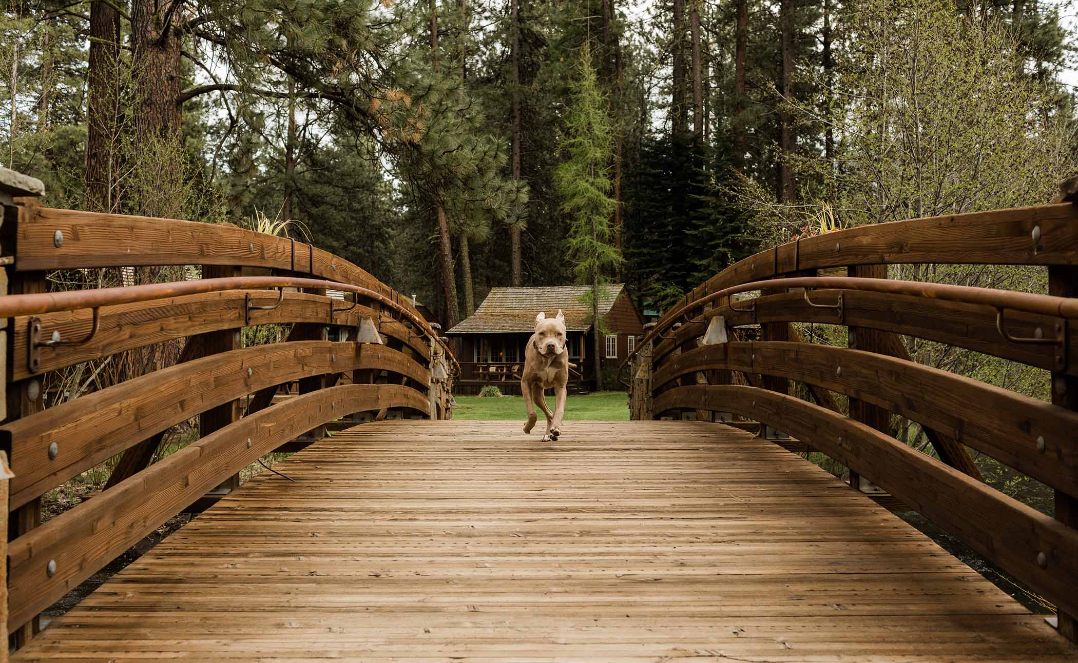 Oregon Pet Friendly Cabins | Lake Creek Lodge